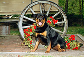 DOG 01 FA0046 01
Rottweiller Sitting By Wagon And Red Flowers