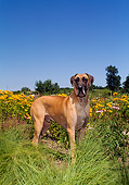 DOG 01 FA0049 01
Great Dane Standing In Field By Yellow Flowers