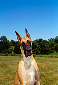 DOG 01 FA0053 01
Head Shot Of Great Dane Sitting In Field