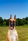 DOG 01 FA0054 01
Head Shot Of Great Dane Sitting In Field