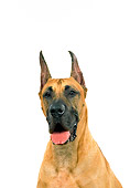 DOG 01 FA0055 01
Head Shot Of Great Dane Sitting On White Seamless