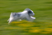 DOG 01 KH0002 01
Polish Lowland Sheepdog Running Through Field