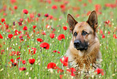 DOG 01 KH0006 01
German Shepherd Laying In Field Of Red Wildflowers