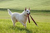 DOG 01 KH0007 01
White Swiss Shepherd Running In Field Carrying Leash