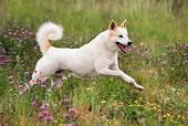DOG 01 KH0009 01
Canaan Dog Running In Field Of Purple And Yellow Flowers