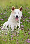 DOG 01 KH0010 01
Canaan Dog Sitting In Field Of Purple Flowers