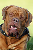 DOG 01 KH0012 01
Dogue De Bordeaux Head Shot