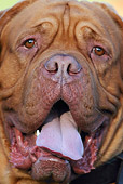 DOG 01 KH0013 01
Dogue De Bordeaux Head Shot Close Up
