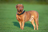 DOG 01 KH0014 01
Male Dogue De Bordeaux Standing On Grass