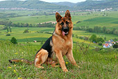 DOG 01 KH0015 01
German Shepherd Sitting If Field In Front Of Valley