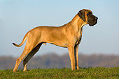 DOG 01 KH0016 01
Tawny Great Dane Standing In Field