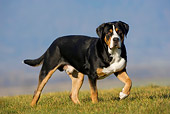 DOG 01 KH0017 01
Greater Swiss Mountain Dog Standing On Grass With Paw Raised