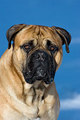 DOG 01 KH0020 01
Bullmastiff Head Shot Blue Sky