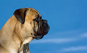 DOG 01 KH0021 01
Bullmastiff Head Shot Blue Sky Profile