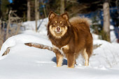DOG 01 KH0024 01
Finnish Lapphund Standing In Snow By Woods
