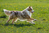 DOG 01 KH0026 01
Australian Shepherd Running In Field Profile