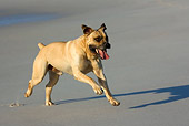 DOG 01 KH0031 01
Boerboel Running On Beach