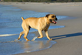 DOG 01 KH0032 01
Boerboel Running On Beach In Surf