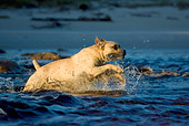 DOG 01 KH0033 01
Boerboel Running In Water
