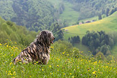 DOG 01 KH0034 01
Bergamasco Sheepdog Sitting On Hillside In Field Of Yellow Wildflowers