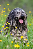 DOG 01 KH0035 01
Bergamasco Sheepdog Sitting In Field Of Yellow Wildflowers