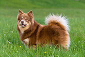 DOG 01 KH0037 01
Finnish Lapphund Standing In Field