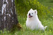 DOG 01 KH0038 01
Samoyed Sitting In Field By Tree