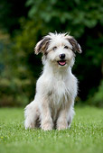 DOG 01 KH0039 01
Pyrenean Shepherd Sitting On Grass