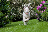DOG 01 KH0040 01
Pyrenean Shepherd Running On Grass By Shrubs