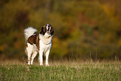 DOG 01 KH0041 01
Aidi Dog Standing In Field Howling