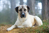 DOG 01 KH0042 01
Anatolian Shepherd Laying On Forest Floor
