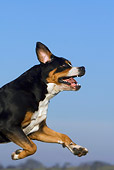 DOG 01 KH0047 01
Greater Swiss Mountain Dog Running Close-Up