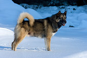 DOG 01 KH0048 01
Greenland Dog Standing In Snow