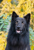 DOG 01 KH0049 01
Dutch Shepherd Head Shot With Yellow Leaves