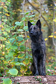 DOG 01 KH0050 01
Dutch Shepherd Sitting On Log By Plants
