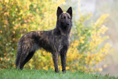 DOG 01 KH0051 01
Dutch Shepherd Standing On Grass By Shrubs