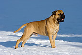 DOG 01 KH0052 01
Bullmastiff Standing In Snow