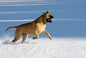 DOG 01 KH0053 01
Bullmastiff Running In Snow