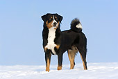 DOG 01 KH0056 01
Appenzell Mountain Dog Standing In Snow