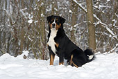 DOG 01 KH0057 01
Appenzell Mountain Dog Sitting In Snow By Woods