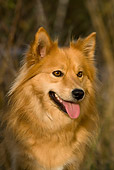 DOG 01 KH0061 01
Finnish Lapphund Sitting In Field Shoulder Shot