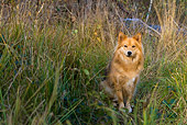 DOG 01 KH0062 01
Finnish Lapphund Sitting In Field Near Stream