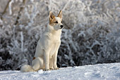 DOG 01 KH0063 01
Nordic Spitz Sitting On Snow By Woods