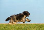 DOG 01 KH0064 01
Schapendoes Running In Field Profile