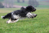 DOG 01 KH0065 01
Schapendoes Running In Field Profile