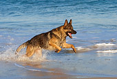 DOG 01 KH0068 01
German Shepherd Running In Surf At Beach