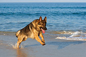 DOG 01 KH0069 01
German Shepherd Running In Surf At Beach