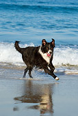 DOG 01 KH0071 01
Border Collie Running In Surf On Beach