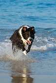 DOG 01 KH0072 01
Border Collie Running In Surf On Beach