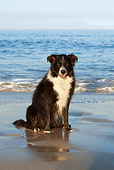 DOG 01 KH0074 01
Border Collie Sitting On Beach